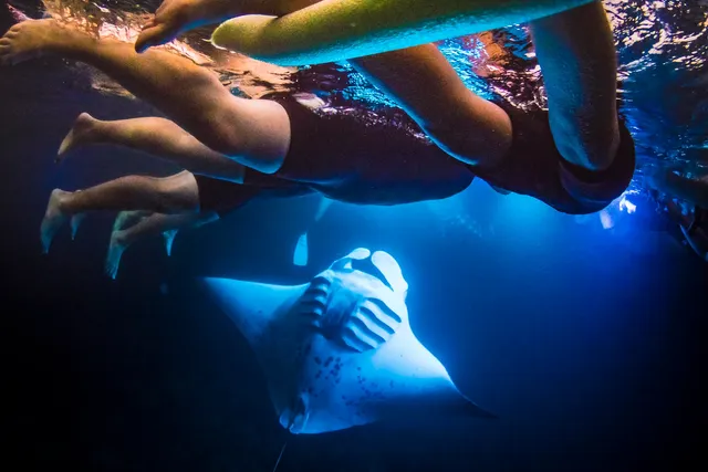 Iruka Hawai‘i Dolphin and Manta Tours