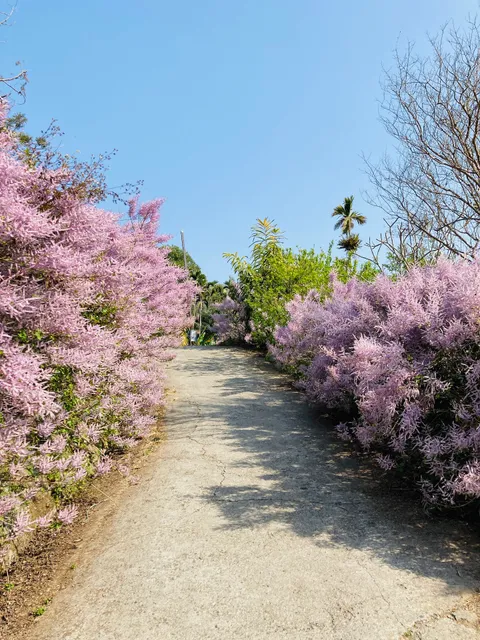 古坑麝香木祕境
