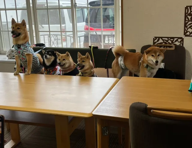 ドッグカフェ Lu Ang (ルアン)