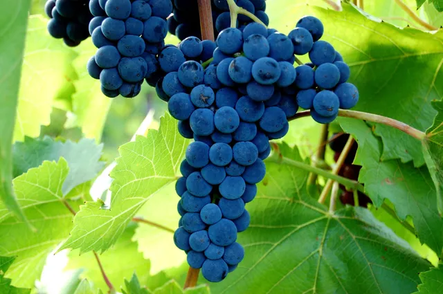 Victory View Vineyard