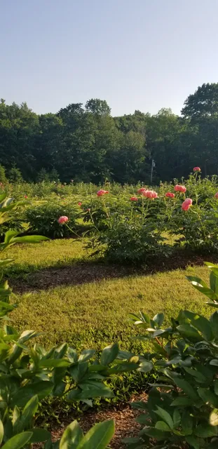 High Meadow Flower Farm