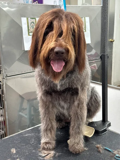 South Beach Pet Spa and Grooming