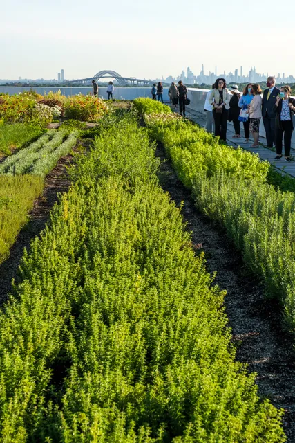 Nicotra Grown Organic Rooftop Farm