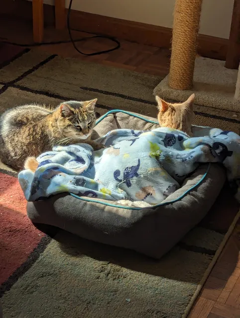 Stoneham Animal Hospital Inc