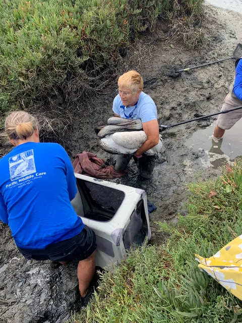 Pacific Wildlife Care