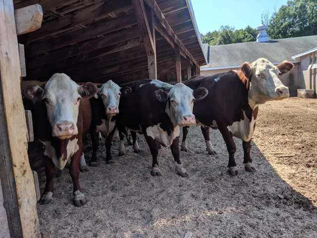 Middlesex Live Stock Auction