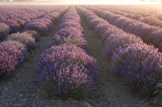 Young Living Lavender Farm