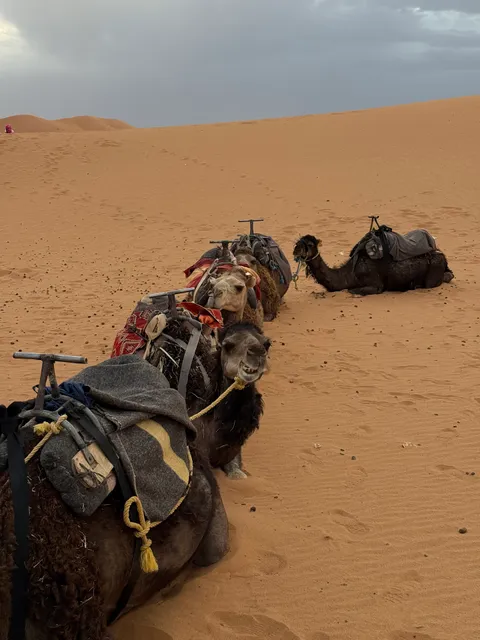 Sahara Desert Kingdom