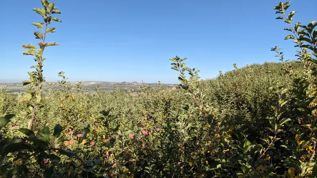 Caldwell Church Orchard