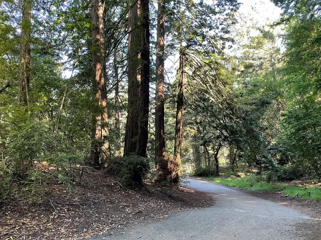 Redwood Bowl Staging Area