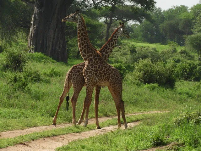 Nasera Safaris