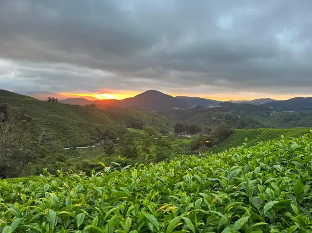 Cameron Highlands Mossy Forest Tour
