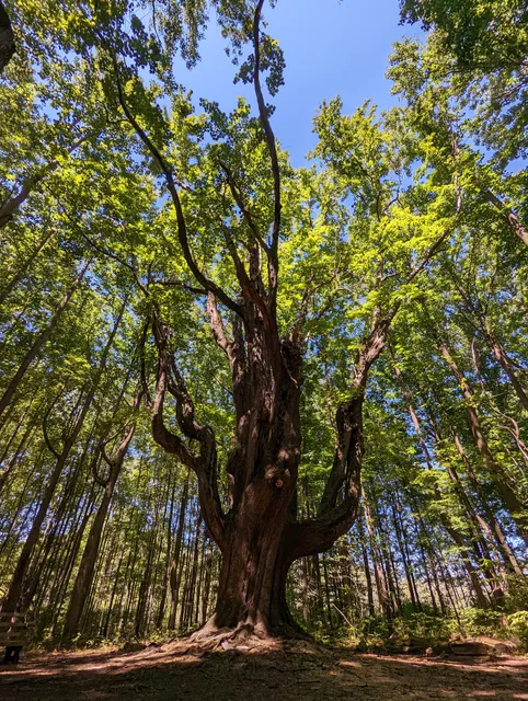 Asbury Trail Great Tree