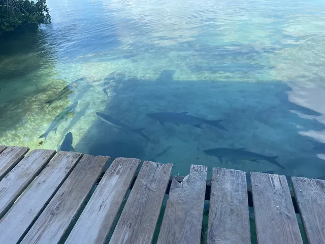 Tarpon feeding dock