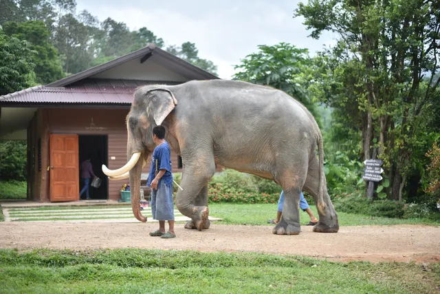 Thai Elephant Care Center