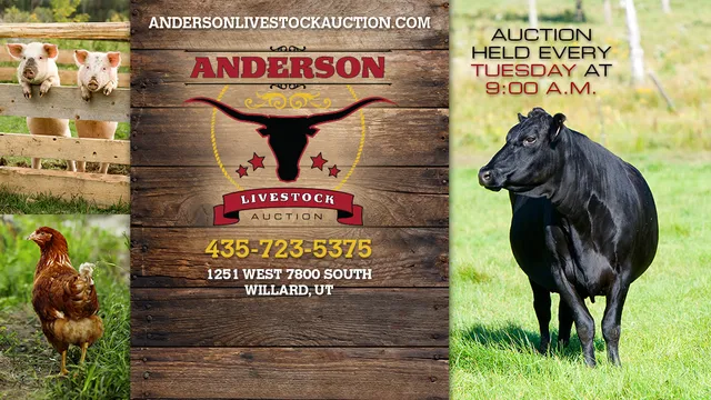 Anderson Livestock Auction