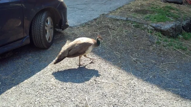 Career Institute of Technology