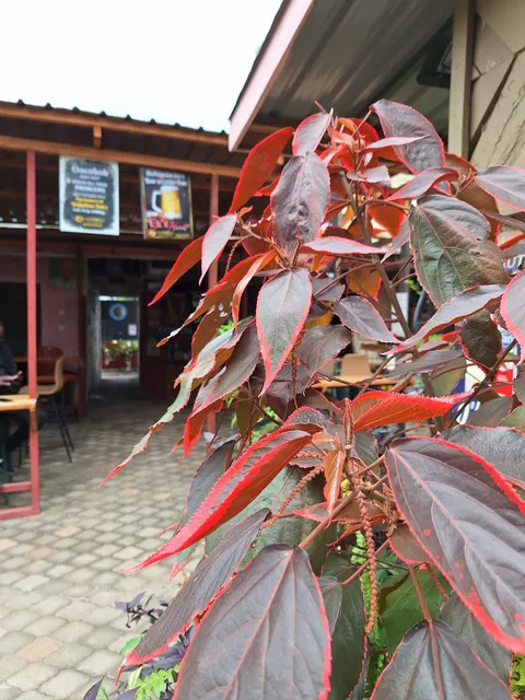 MUTHIGA Garden - Chaka