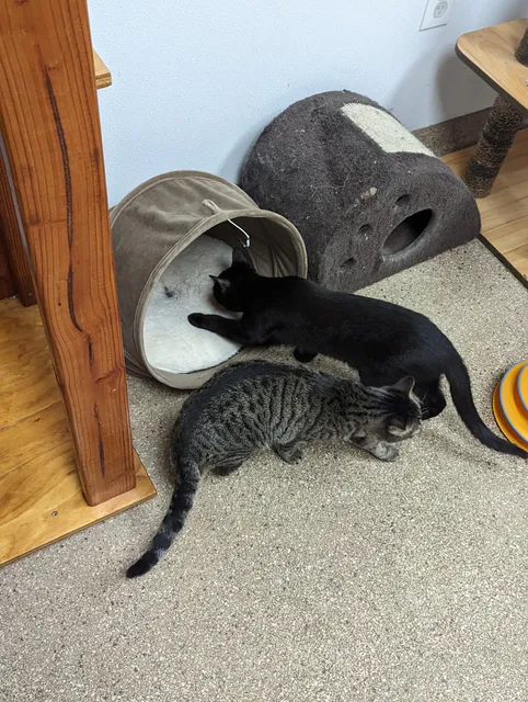 Paws4Life Humane Shelter