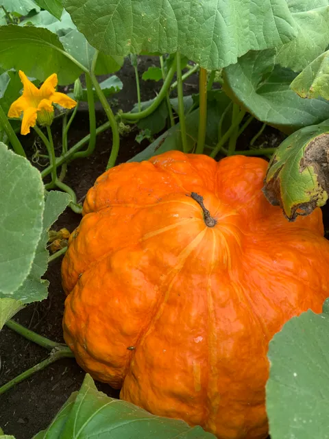 Wildcreek Farm Pumpkin Patch