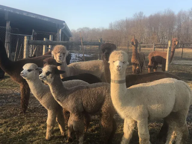 Asgard Acres Alpaca Farm LLC