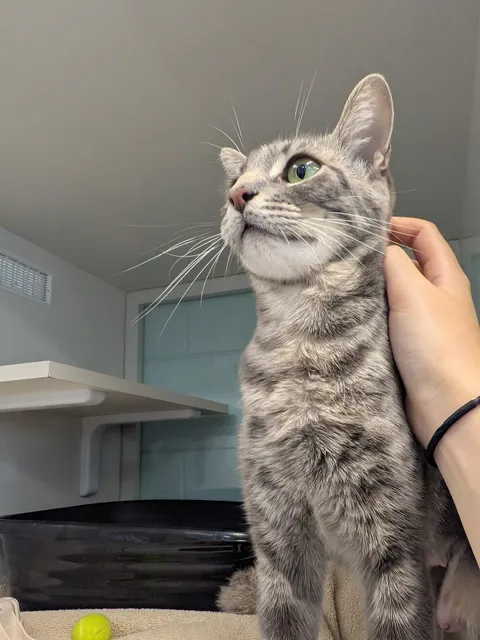 Nine Lives Foundation Adoption Center