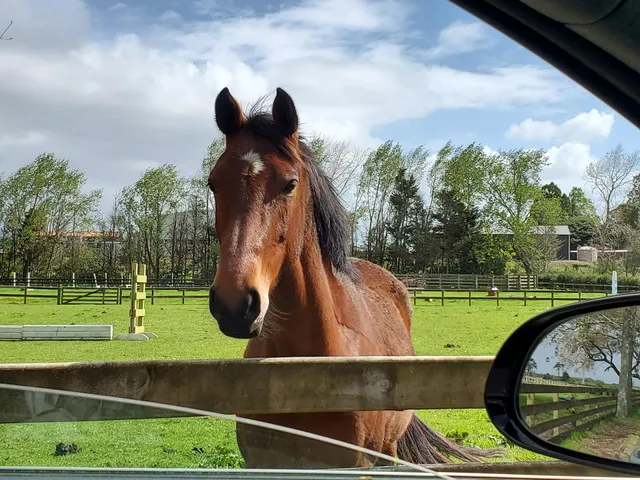 Pony Express NZ - Riding School