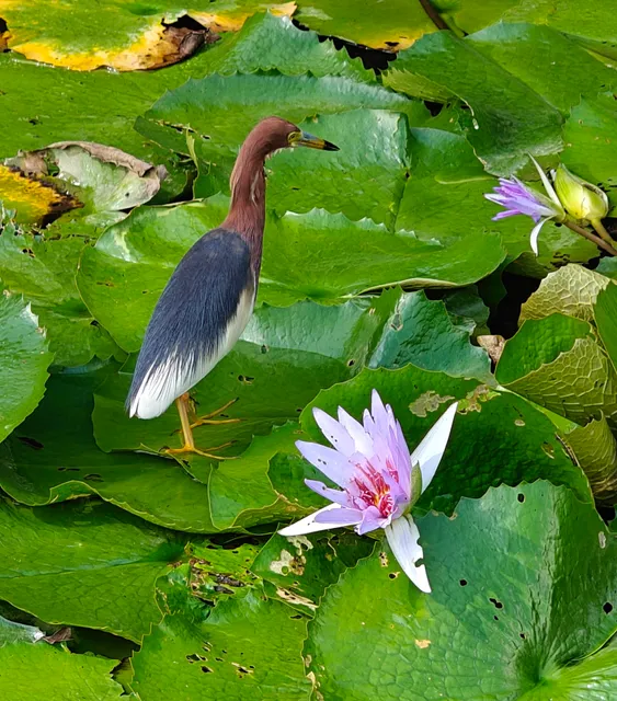 Honghu Park （West Gate）