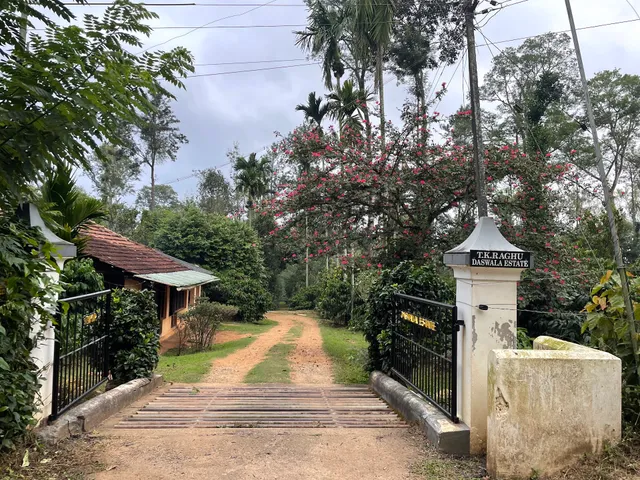 Ammangala Estate (Coorg Dale)