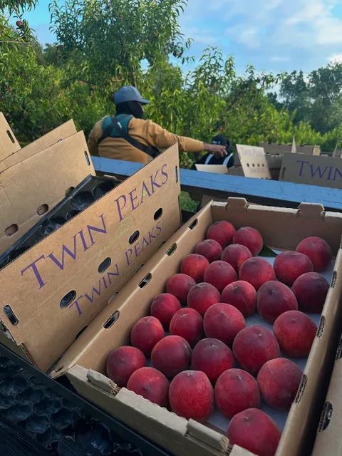Twin Peaks Orchards