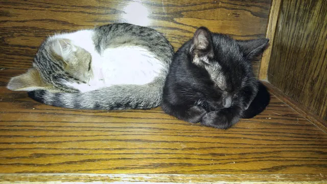 Animal Medical Center-Lindstrom