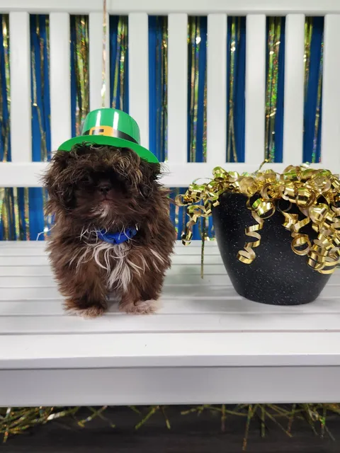 Hounds Town - Sunnyvale