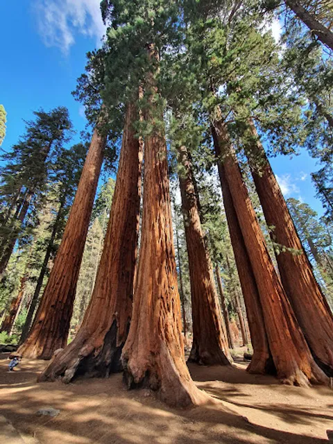 Parker Group Sequoias