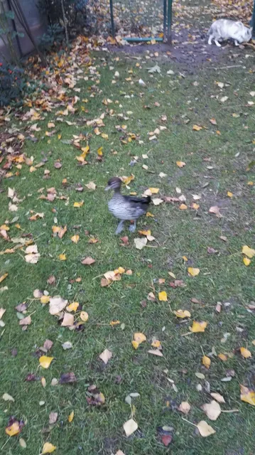 Le Grand Selve - Appartement