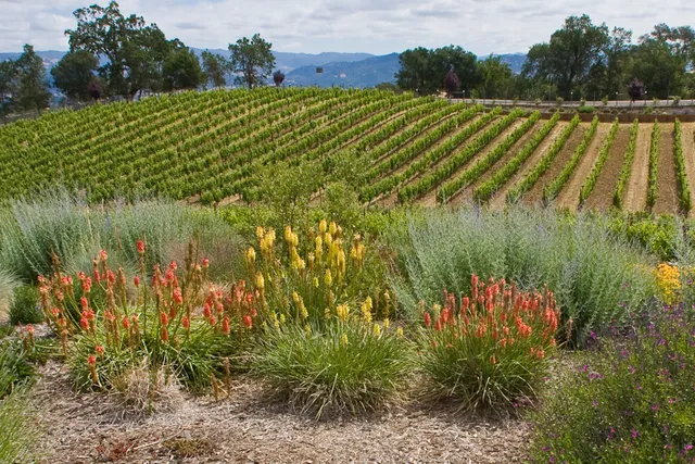 Puma Springs Vineyards LLC