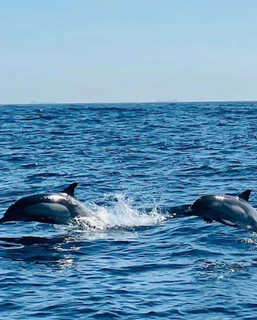 SoCal Whale Watching