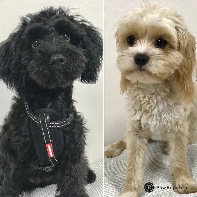 Paw Republic, Crows Nest