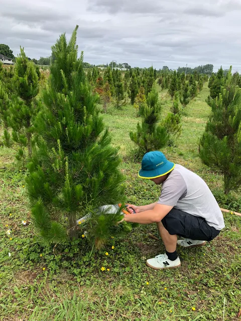 Mount Gabriel Christmas Tree Farm