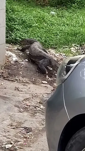 Sabah Wildlife Department, Kota Kinabalu, Sabah.