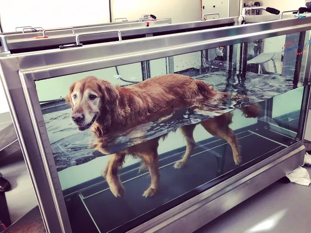 Sound Veterinary Rehabilitation Center