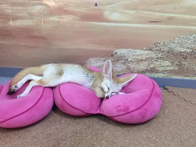 Mofureya Kalahari Zoo