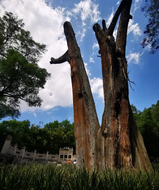 Ahuehuete "El Sargento"