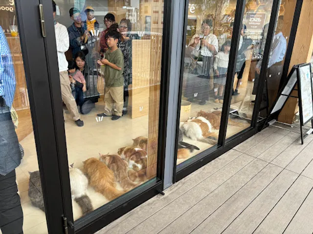 Cat Café MOFF SHIMINT HIROSHIMA