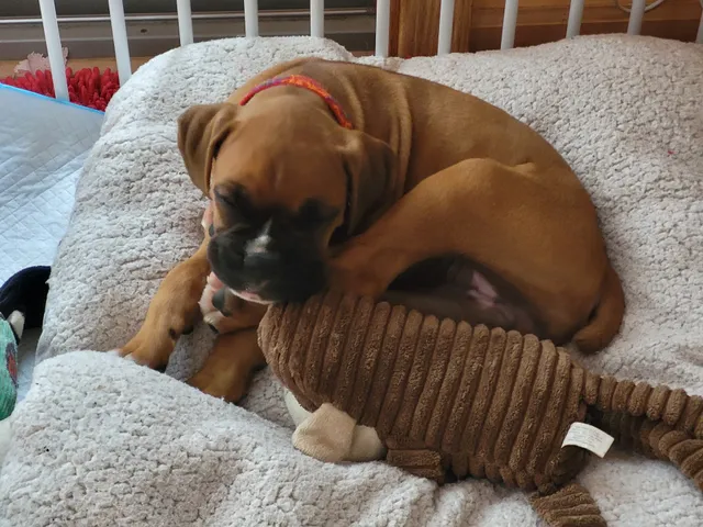 Boxer Country Kennel