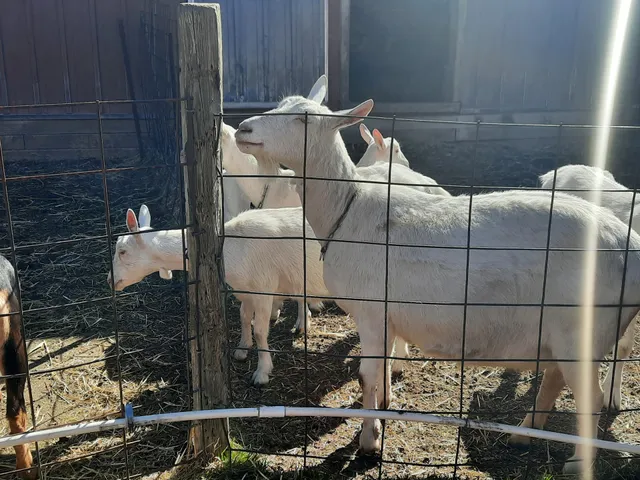 Poplar Hill Dairy Goat Farm
