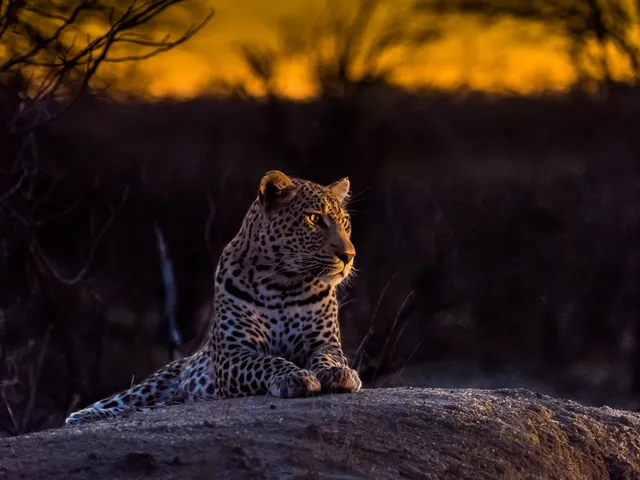 Motswari Private Game Reserve