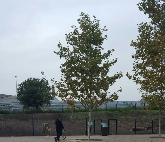 Pipican Terrassa Santa Eulàlia (Can Jofresa - Can Palet - S. XX)