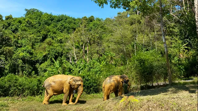 Elephant Hut Phuket 🛖 กระท่อมช้าง ภูเก็ต
