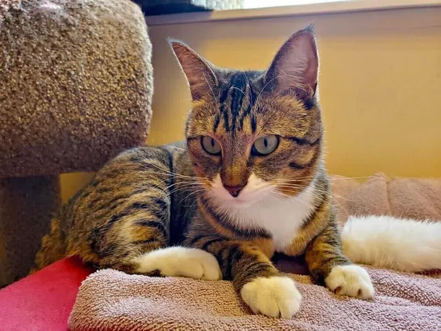 Cats Preferred Veterinary Hospital