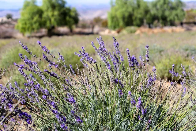 Fork & Plow Lavender Farm